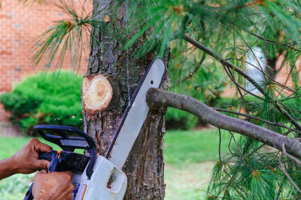 Best Large Tree Removal  in Cambridge, IL